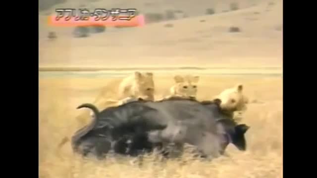 Trâu rừng lật két ở phút chót, 6 sư tử ôm hận