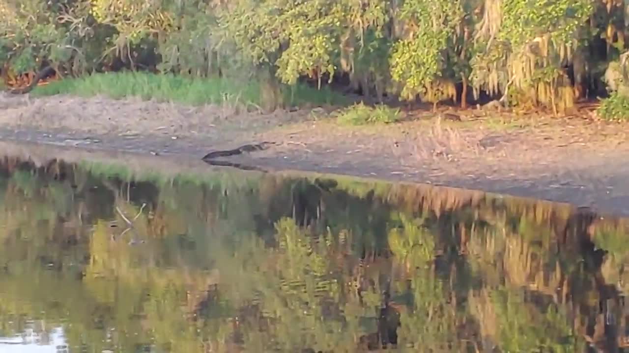 Xem cá sấu mõm ngắn vồ lợn rừng ở Mỹ