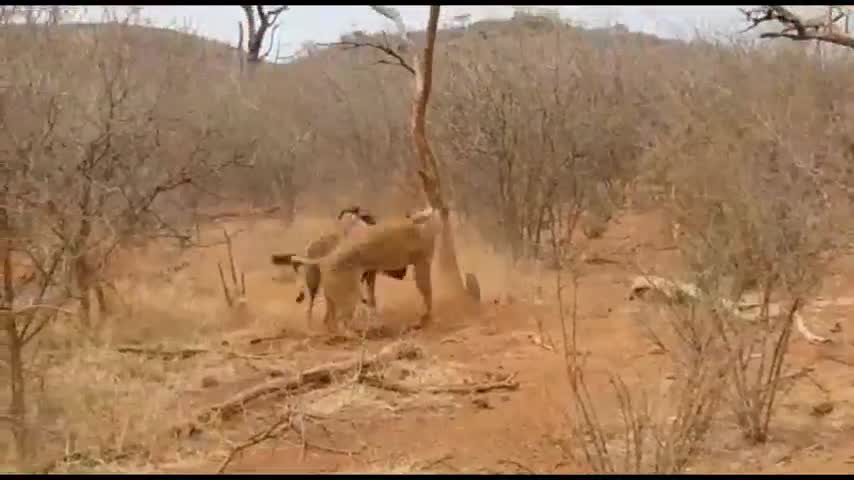 Sư tử suýt bỏ mạng vì bị linh dương đầu bò tấn công ngược