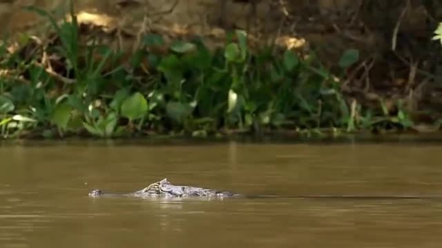Báo đốm phi thân xuống sông tóm gọn cá sấu