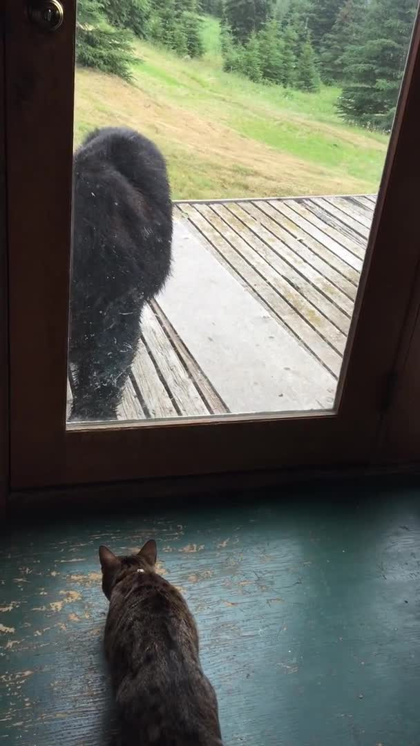 Định lẻn vào nhà dân, gấu đen bị mèo cưng dọa cho khiếp vía
