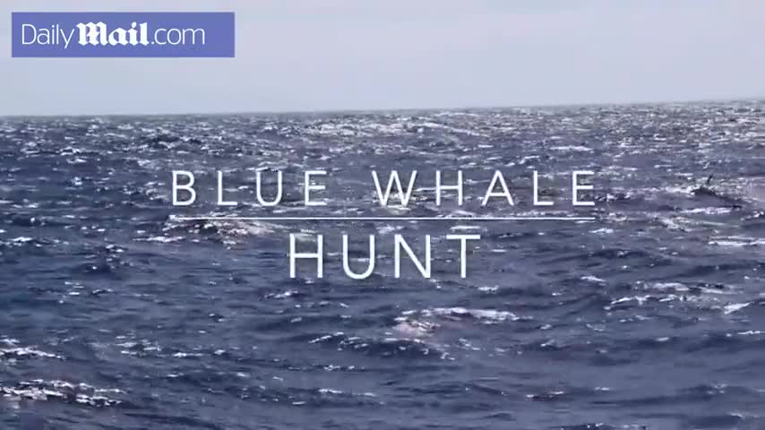 Vào nhầm lãnh địa kiếm ăn, cá voi xanh bị 75 con cá voi sát thủ xé xác