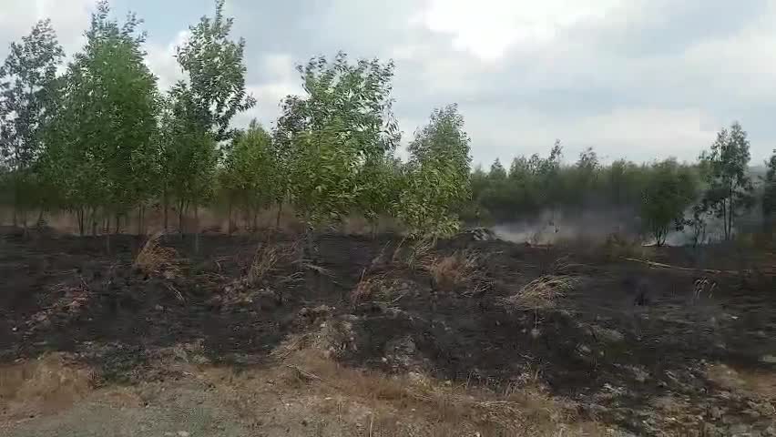 cháy rừng