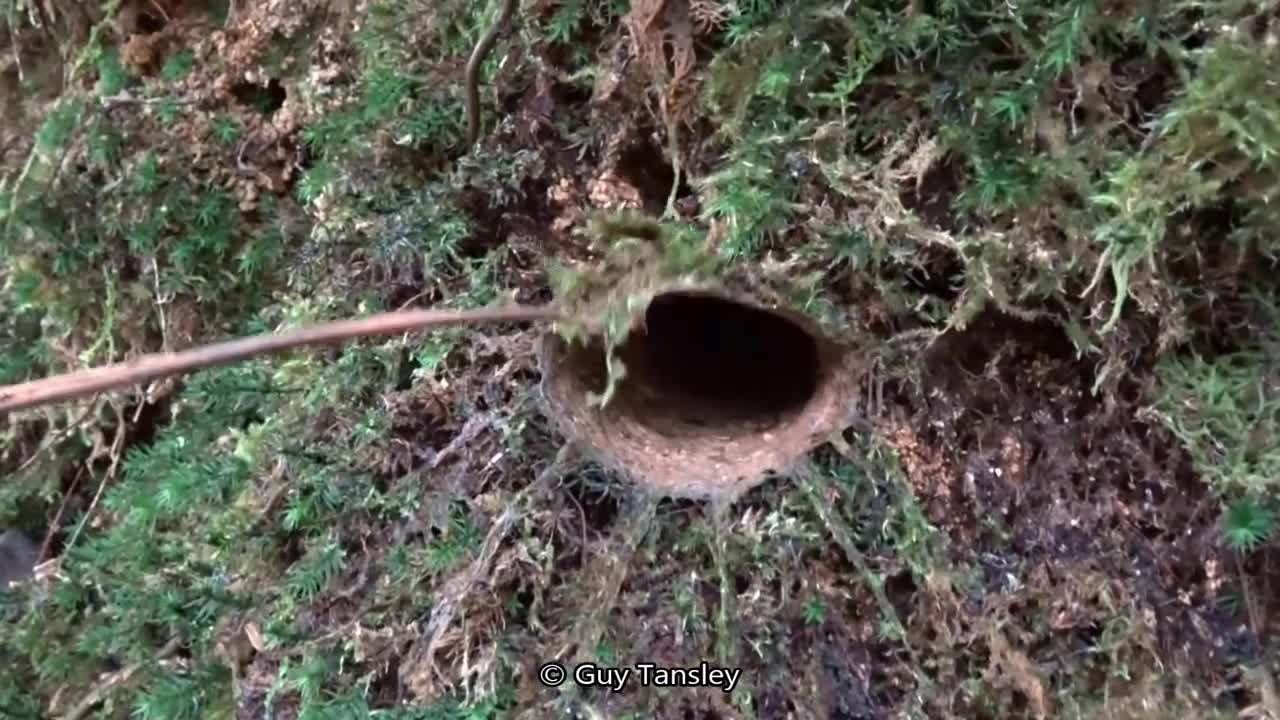 Phát hoảng với nhện cửa sập khổng lồ ở Malaysia