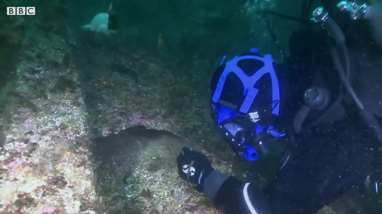 Thợ lặn gây sốc ghi cho lươn sói ăn thịt sống