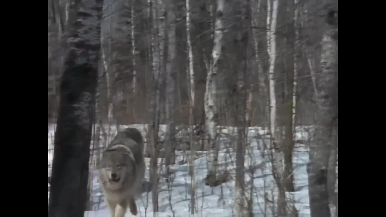 Chồn sói và chó sói điên cuộc vật lộn
