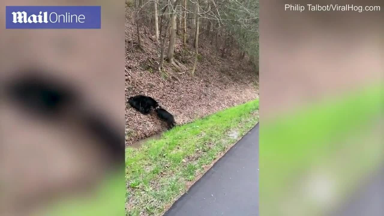 Clip: Gấu đen ngoạm cổ lợn rừng trên đường cao tốc