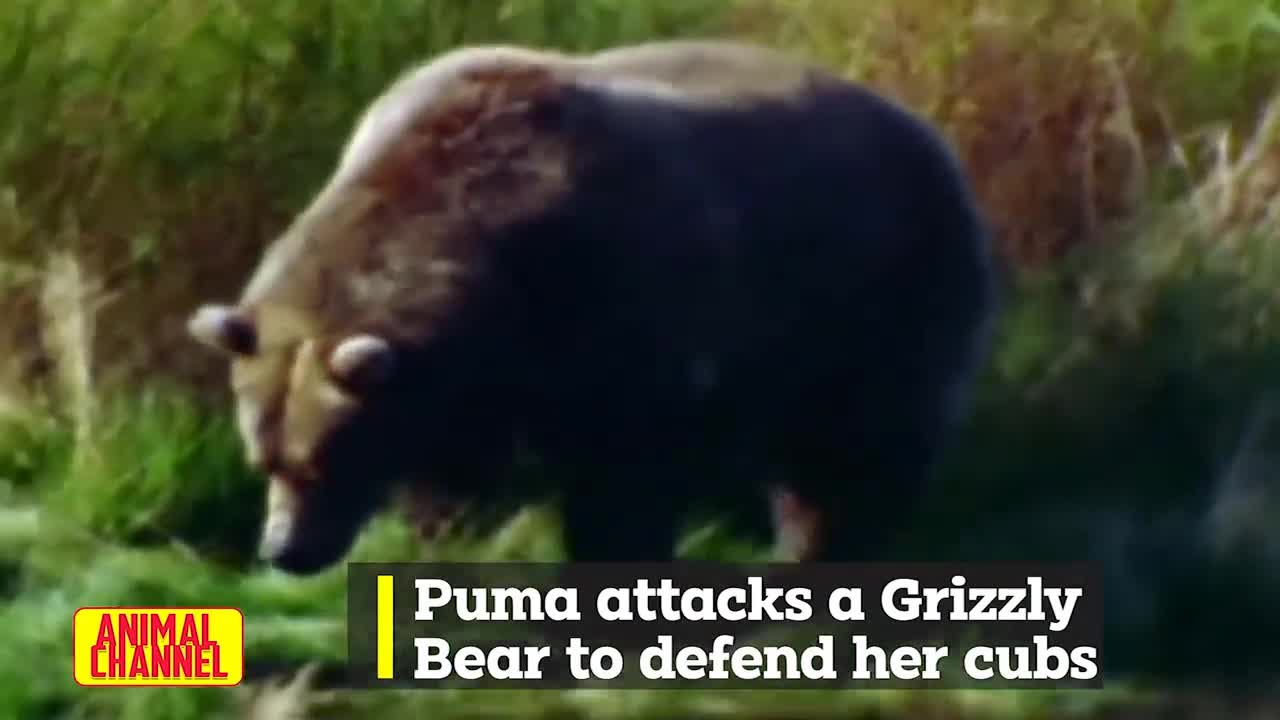 Gấu Puma tấn công gấu nâu khổng lồ và cái kết phi thường