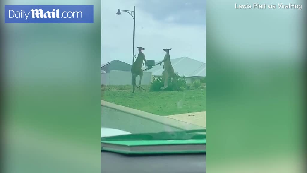 Kangaroo đánh đấm quyết liệt giữa phố