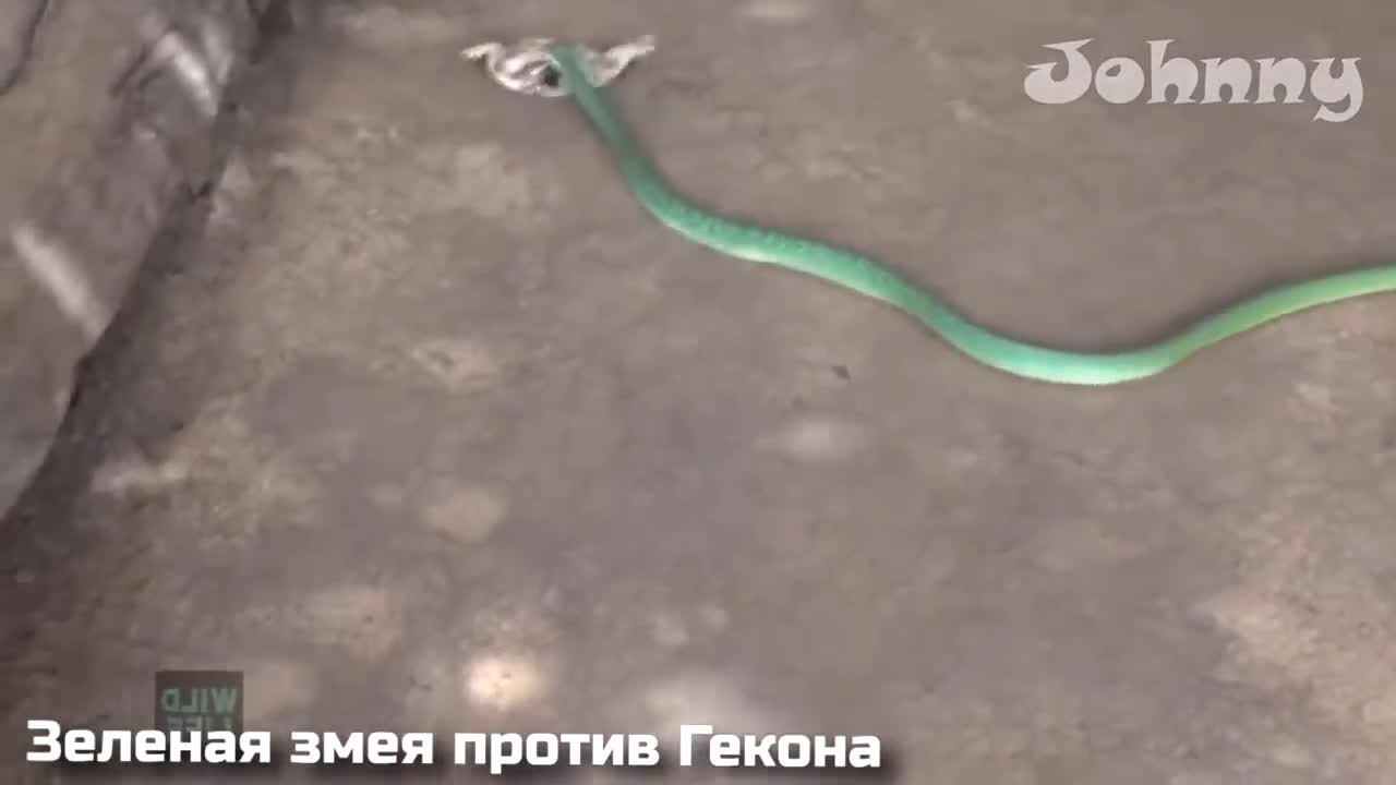 Tắc kè cụt đuôi tung chiêu hiểm khiến rắn độc bỏ tay