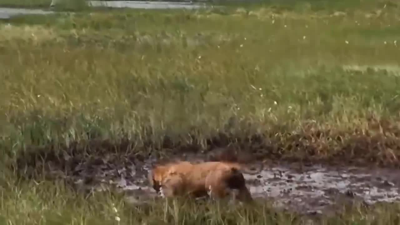 Vật lộn với nhím trong bùn lầy, chó nhà nhận hậu quả cay đắng