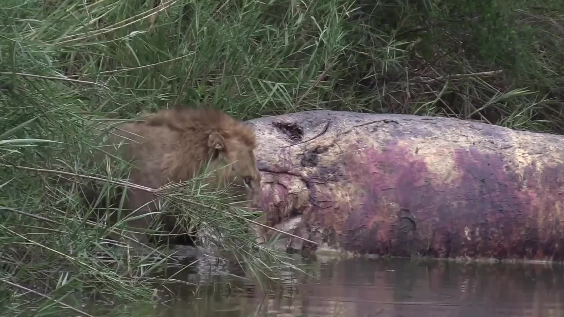 Clip: Sư tử bị cá sấu tấn công khi định ăn thịt hà mã
