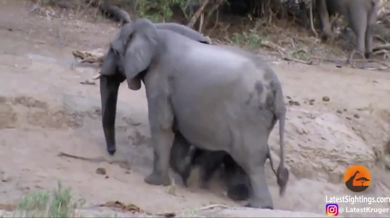 Cả đàn voi xúm lại giúp voi con leo dốc