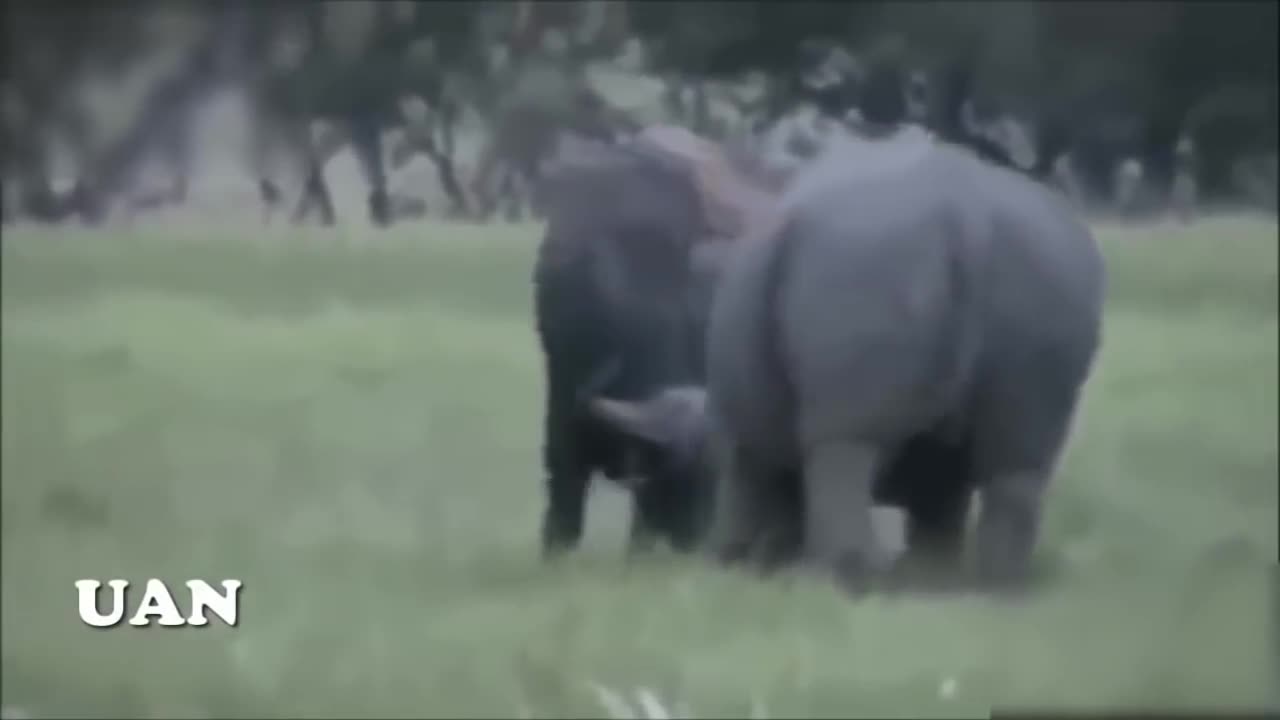 Rhino vs Buffalo