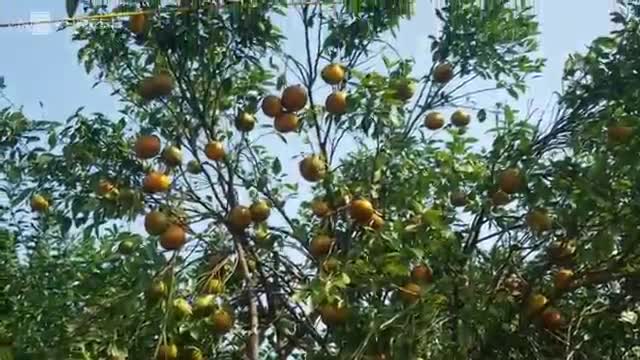 Cận cảnh vườn cam bù sai trĩu quả, nông dân Hà Tĩnh thu hơn 1 tỷ đồng mỗi năm