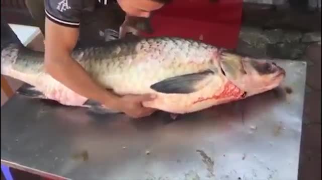 Bắt được cá trắm đen nặng gần 42kg ở hồ Thác Bà