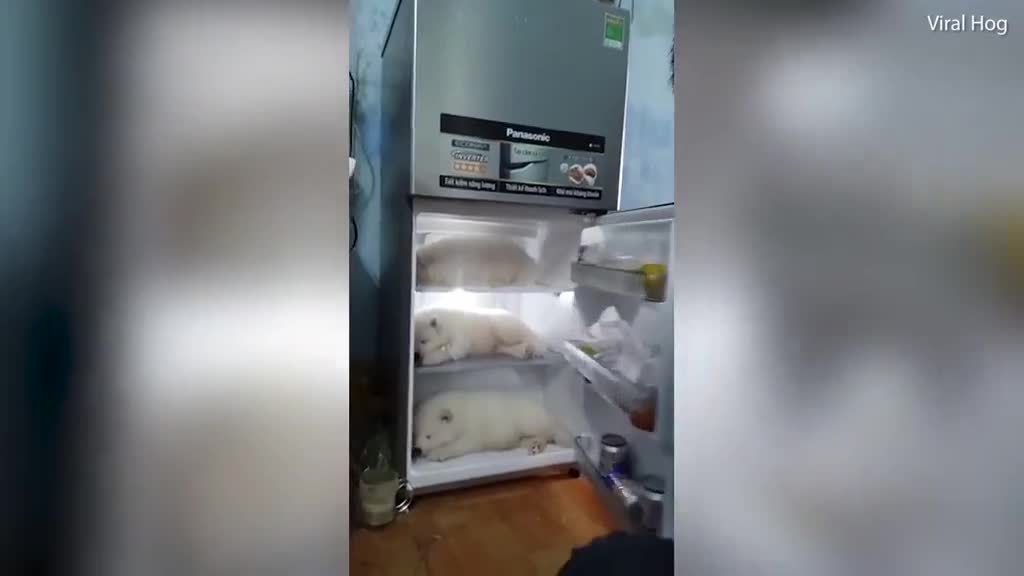 Clip chàng trai Việt cho 3 chó cưng ngủ trong tủ lạnh lên báo Anh