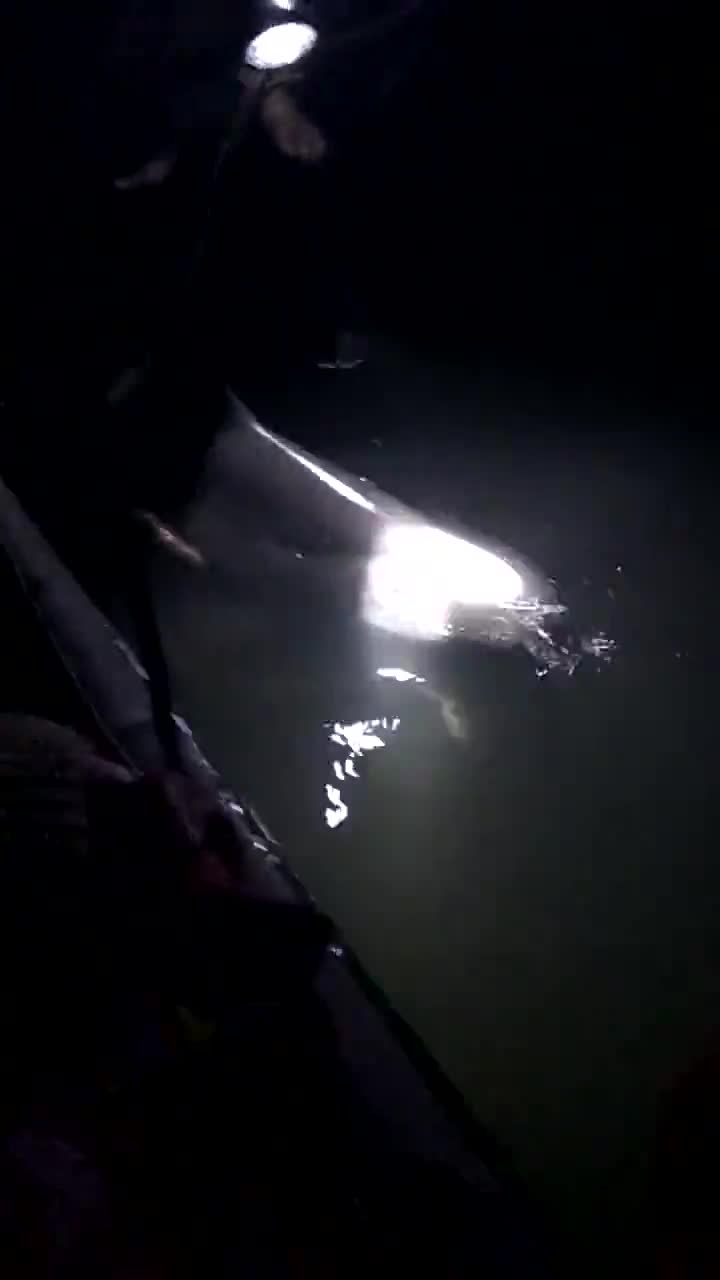 Clip: Cận cảnh cá mập 29kg được ngư dân bắt được trên sông Hậu