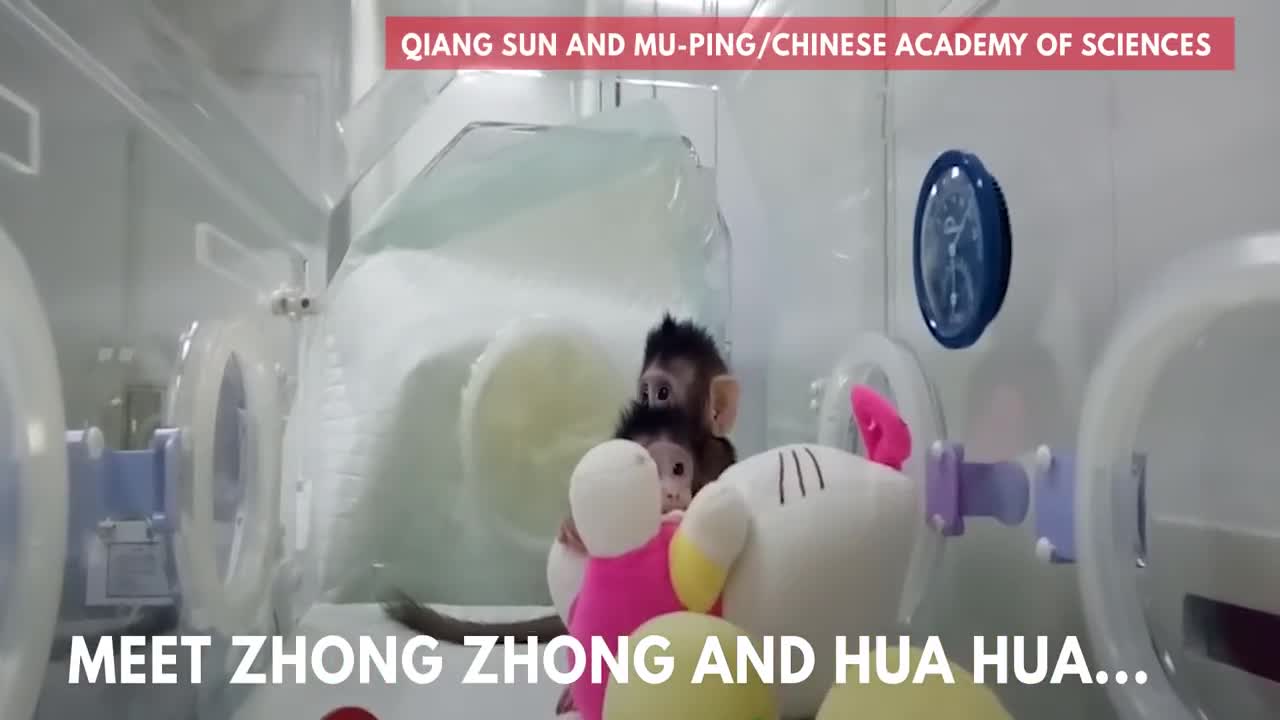 Meet Zhong Zhong and Hua Hua - two identical monkey clones