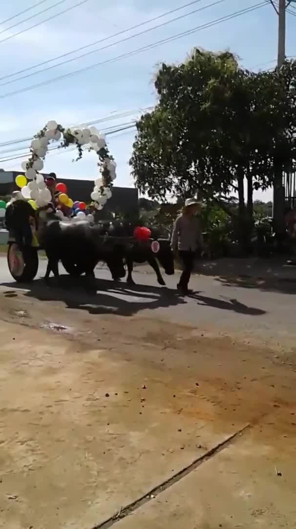 Clip: Đoàn xe rước dâu bằng xe trâu có 1-0-2 ở Bình Thuận