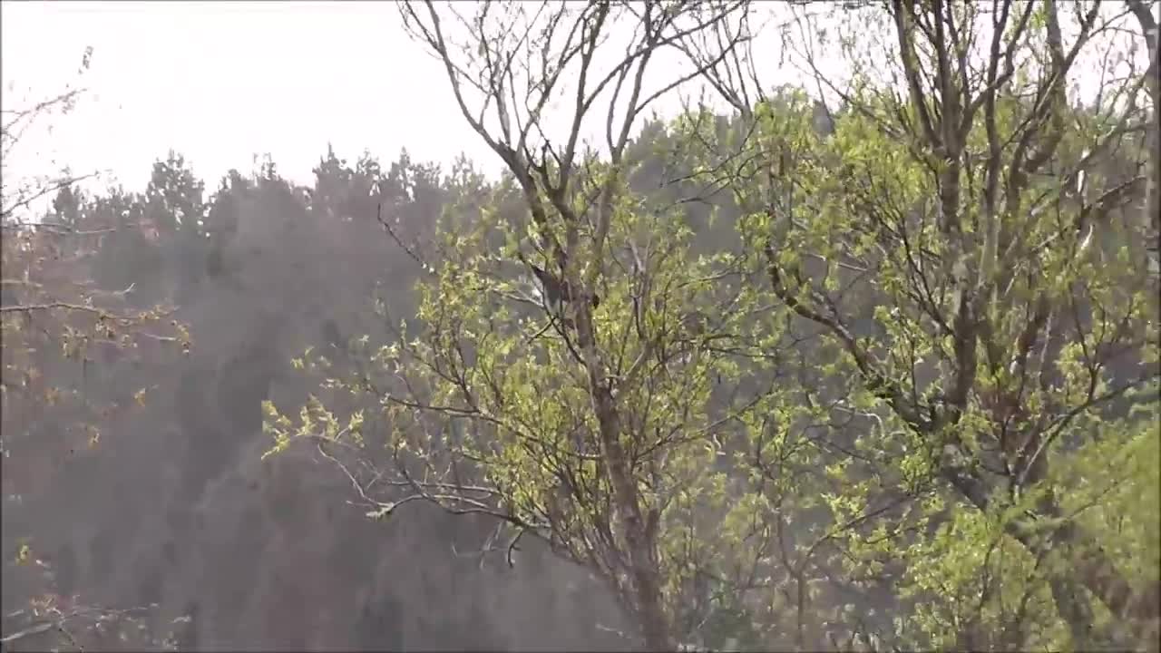 Bồ câu “say xỉn” treo ngược cành cây trở thành loài chim của năm ở New Zealand