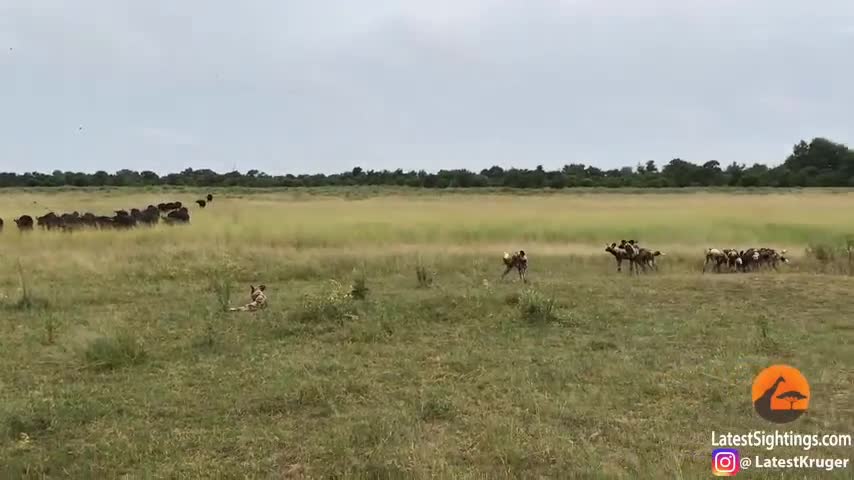 Chiêm ngưỡng chiến thuật săn mồi đỉnh cao của chó hoang châu Phi