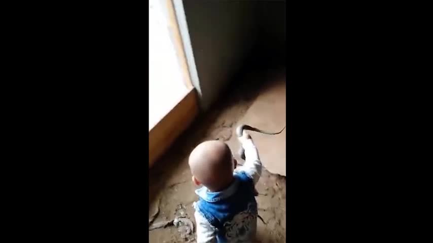 Em bé Trung Quốc một mình đùa giỡn với cả bầy rắn