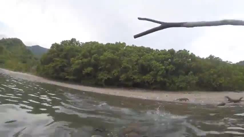 Ngư dân chiến đấu với rồng Komodo để bảo vệ con thuyền