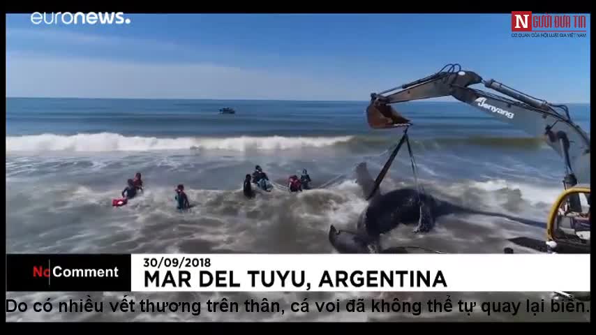 30 người người giải cứu cá voi mắc kẹt ở bờ biển Argentina