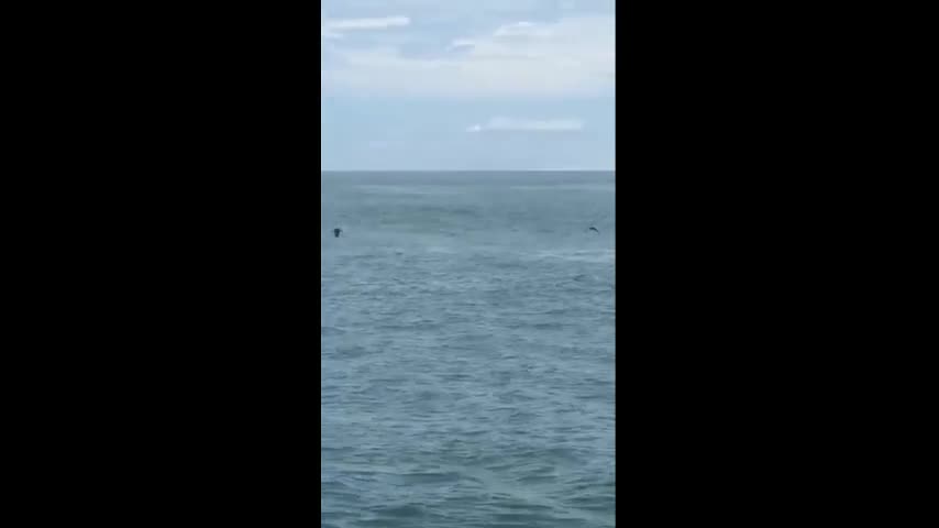 Cá voi tung mình khỏi mặt nước ngay bên cạnh tàu chở khách du lịch