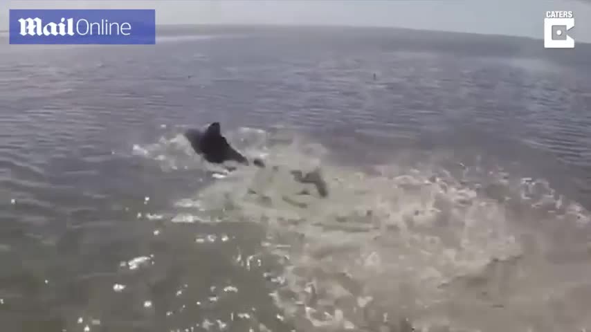 Ngư dân Florida giải cứu cá heo mắc kẹt trong bùn