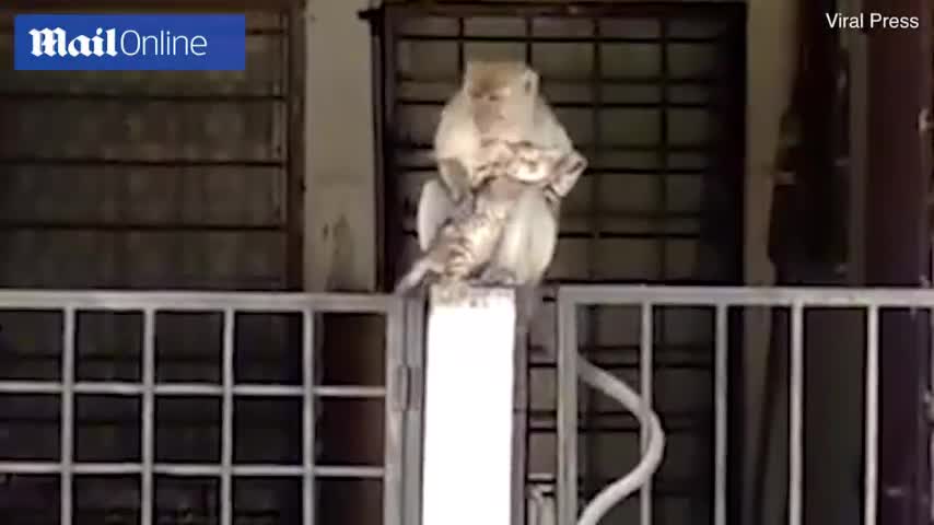 Khỉ hoang bắt cóc mèo nhà để…âu yếm
