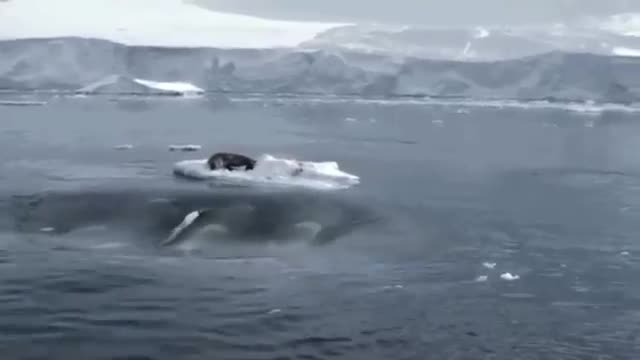Cá voi sát thủ tự tạo sóng biển đánh văng con mồi