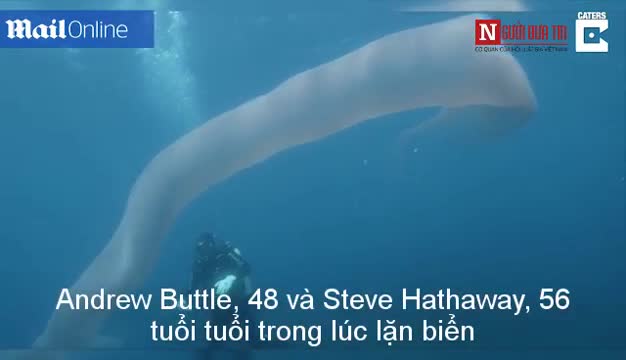 Thợ lặn đối diện giun biển khổng lồ giữa lòng đại dương