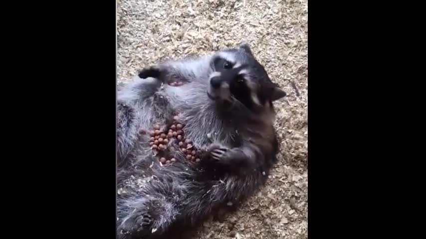 Gấu mèo béo ú nằm thưởng thức đồ ăn trên bụng