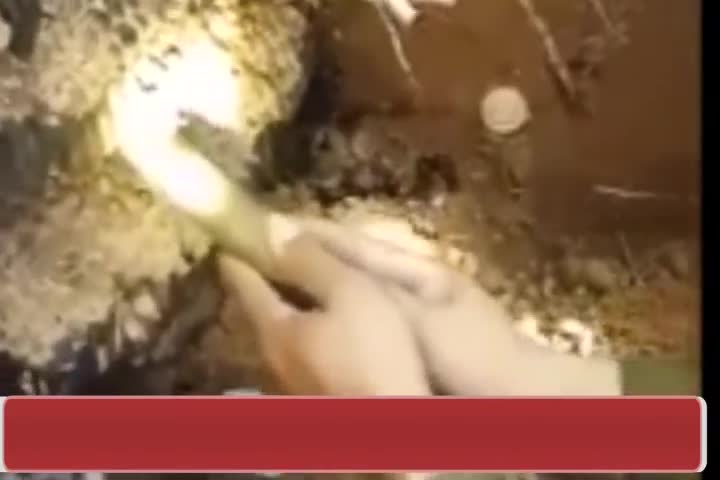 Cận cảnh tổ ong đất “khủng” nặng khoảng 10kg ở Nghệ An