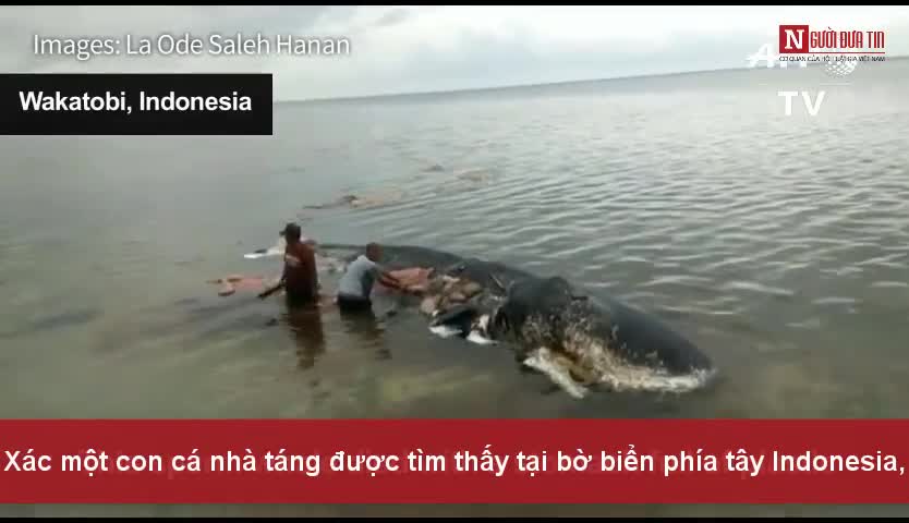 6Kg rác nhựa trong xác cá nhà táng trôi dạt vào bờ biển Indonesia