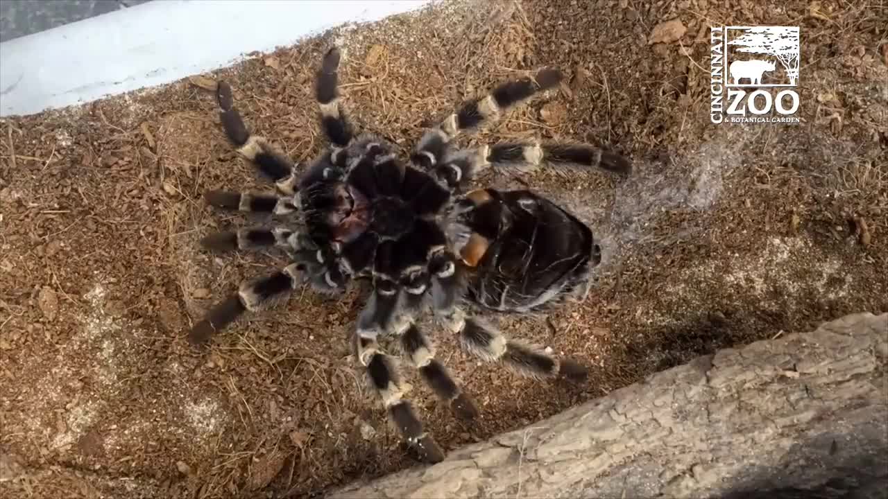 Rợn người xem cảnh nhện tarantula lột xác thay da