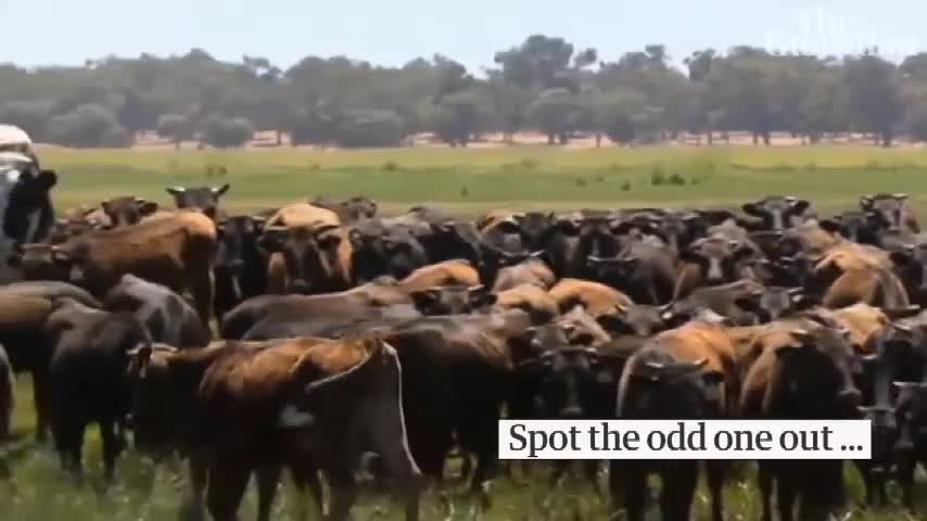 Cận cảnh con bò đực khổng lồ tại Úc