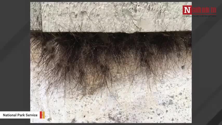Video: Bức tường mọc ra lông biết cử động?