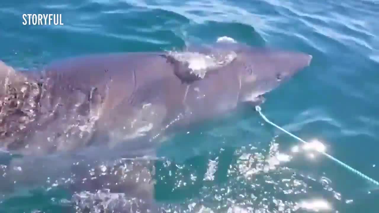 Cá mập trắng hung tàn phá lưới giành mồi với ngư dân