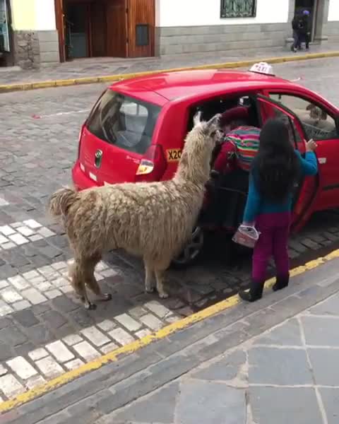 Lạ lùng lạc đà Peru đi...taxi