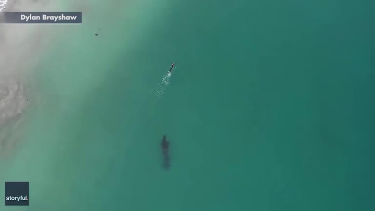 Đàn cá voi sát thủ vui đùa với con người trên biển