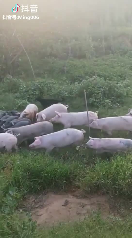 Nam thanh niên bị bầy lợn “hội đồng” vì dám bắt cóc lợn con