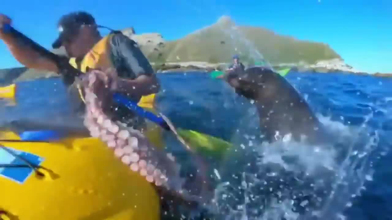 Hải cẩu bỗng dưng ném cả con bạch tuộc vào mặt du khách