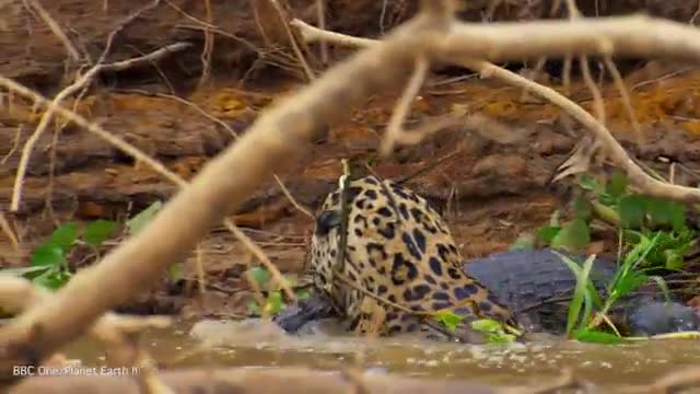 Cá sấu Caiman bỏ mạng dưới nanh sắc của báo đốm Nam Mỹ