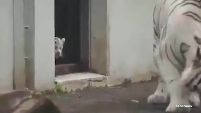 Pha vồ mồi “đáng yêu nhất thế giới” của chú hổ trắng