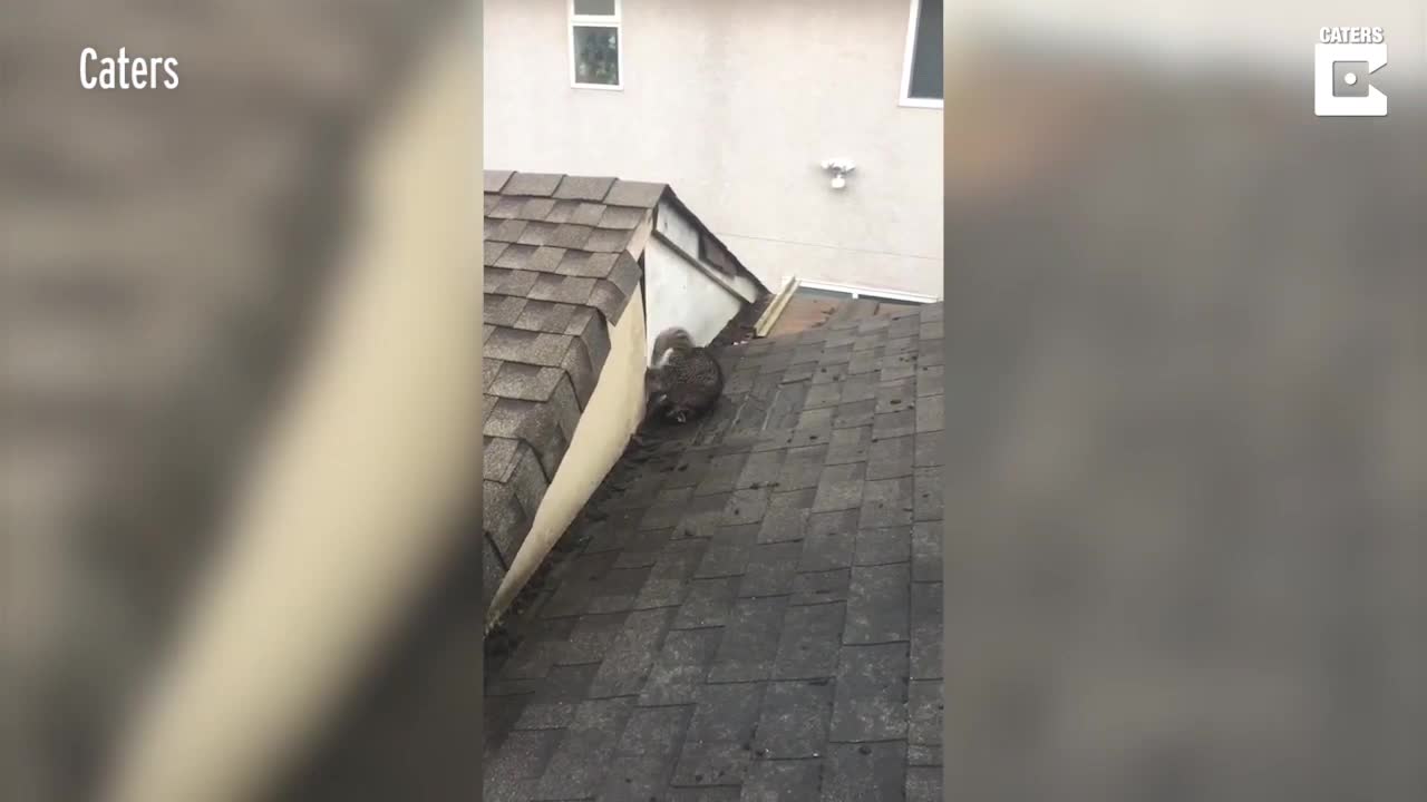 Giải cứu chú gấu mèo tội nghiệp mắc kẹt trên mái nhà