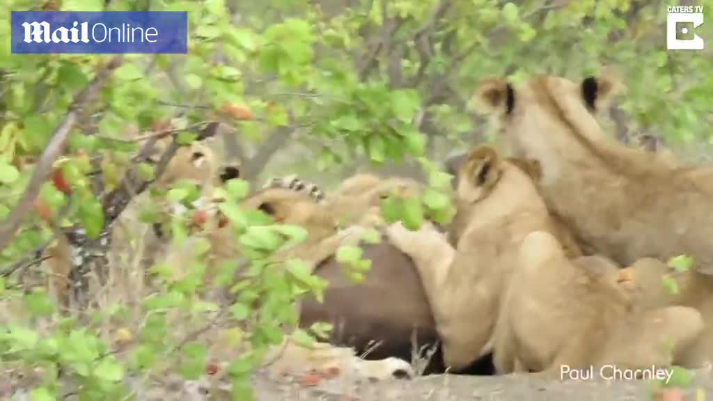 Trâu mẹ liều mình lao vào giữa bầy sư tử hung dữ để cứu con