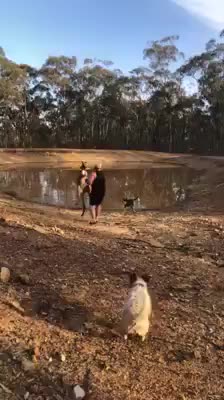 Kangaroo một cước đạp ngã người đàn ông to lớn